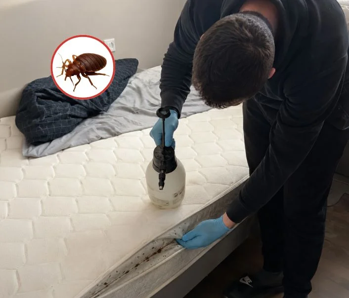 Technicien traitant un matelas contre les punaises de lit à Banthelu
